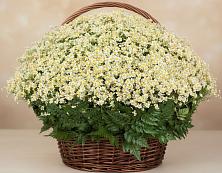Цветочная композиция из Ромашки в корзине #REPLACE_PRED# Солослово